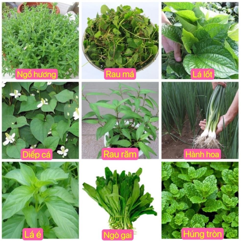 Combo Hạt Giống Rau Thơm (Húng Quế, Tía Tô, Kinh Giới, Hành, Mùi) – Hạt Sạch F1 hàng cty