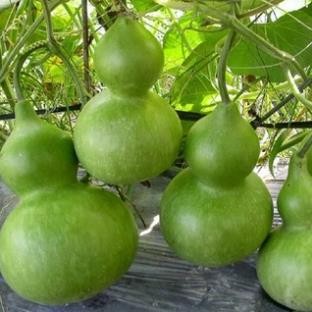 Hạt Giống Bầu 4 Loại – Hồ Lô, Sao Dài, Sao Ngắn, Thiên Nga – Năng Suất Cao, Trồng Chậu hàng cty