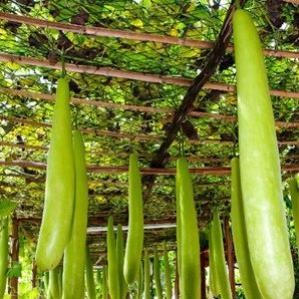 Hạt Giống Bầu 4 Loại – Hồ Lô, Sao Dài, Sao Ngắn, Thiên Nga – Năng Suất Cao, Trồng Chậu hàng cty