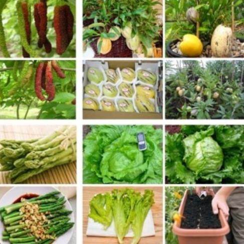 Đủ Loại Hạt Giống Rau Củ Quả – Dễ Trồng, Nảy Mầm Cao, Chất Lượng Chính Hãng