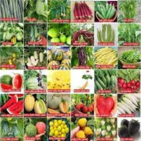 Đủ Loại Hạt Giống Rau Củ Quả – Dễ Trồng, Nảy Mầm Cao, Chất Lượng Chính Hãng