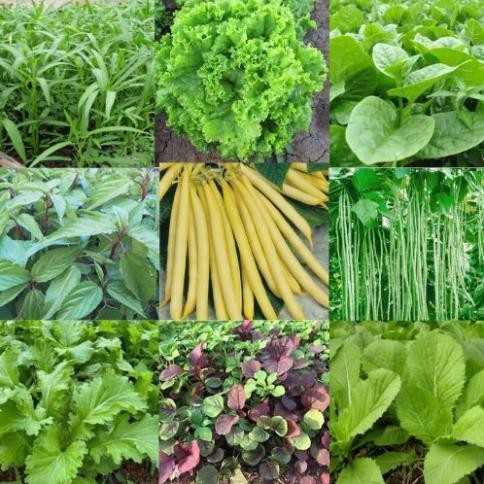 Đủ Loại Hạt Giống Rau Củ Quả – Dễ Trồng, Nảy Mầm Cao, Chất Lượng Chính Hãng