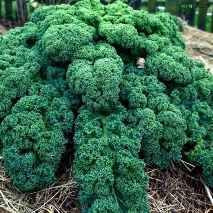 Hạt Giống Cải Kale Xoăn Xanh F1 – Nảy Mầm Cao, Dễ Trồng, Năng Suất Tốt hàng cty chính hãng