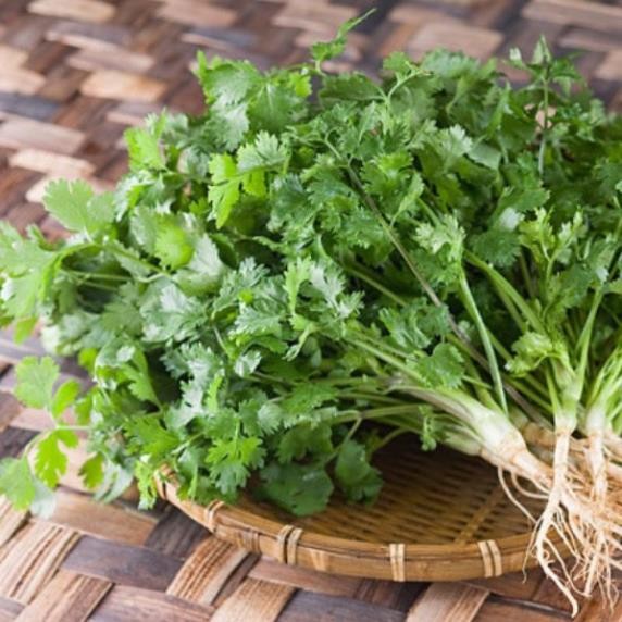 Hạt Giống Rau Mùi (Ngò) – Dễ Trồng, Nảy Mầm Cao, Thu Hoạch Nhanh
