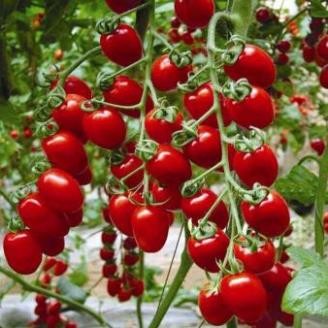 Hạt Giống Cà Chua Bi Siêu Quả F1 – Nảy Mầm Cao, Dễ Trồng, Dinh Dưỡng