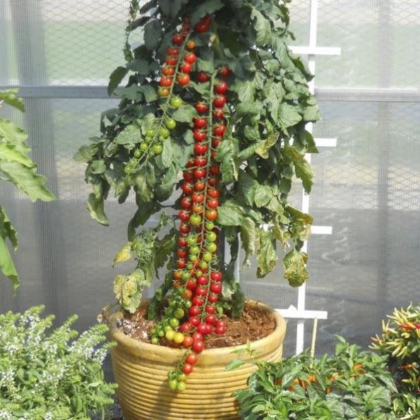 Hạt Giống Cà Chua CHERRY ĐỎ SIÊU QUẢ– Nảy Mầm Cao, Dễ Trồng, Quả Ngọt Đậm