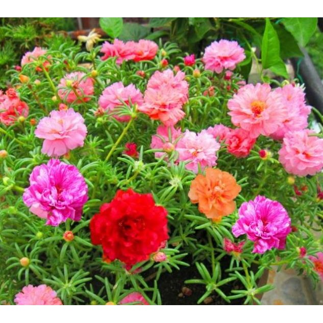 5000 Hạt Giống Hoa Mười Giờ Kép – Mix 15 Màu Đẹp, Sai Hoa, Phù Hợp Trang Trí