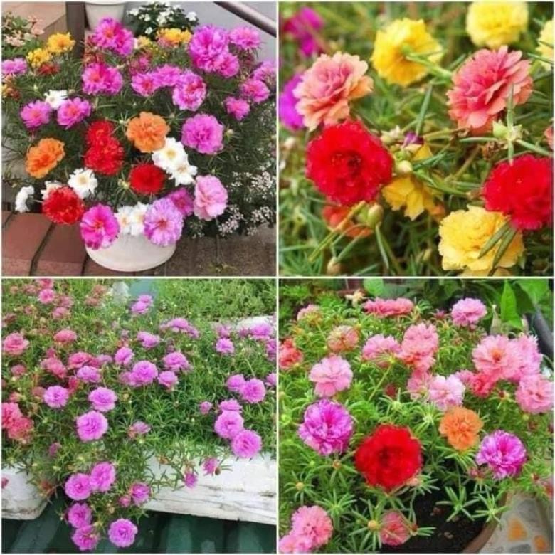 5000 Hạt Giống Hoa Mười Giờ Kép – Mix 15 Màu Đẹp, Sai Hoa, Phù Hợp Trang Trí