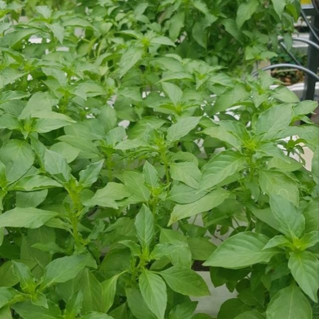 Hạt Giống Rau É Trắng – Có Tặng Kèm Thuốc Kích Mầm, Trồng Quanh Năm