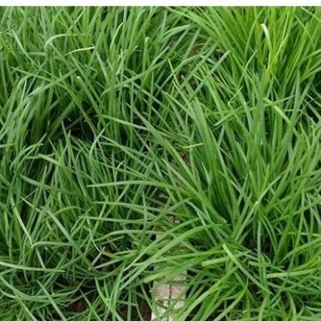 Hạt Giống Rau Hẹ Ta – Gói 2 Gram, Sinh Trưởng Khỏe, Năng Suất Cao