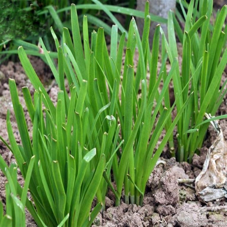 Hạt Giống Rau Hẹ Ta – Gói 2 Gram, Sinh Trưởng Khỏe, Năng Suất Cao
