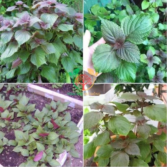Hạt Giống Rau Tía Tô – Nảy Mầm Cao, Dễ Trồng, Lá Thơm Ngon