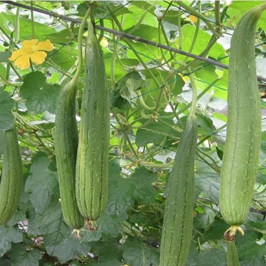 Hạt Giống Mướp Hương Cao Sản – 1gram – Hàng Công Ty – Dễ Trồng, Sai Quả, Năng Suất Cao