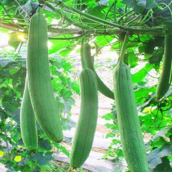 Hạt Giống Mướp Hương Cao Sản – 1gram – Hàng Công Ty – Dễ Trồng, Sai Quả, Năng Suất Cao