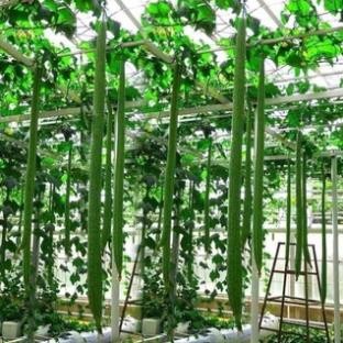 Hạt Giống Mướp Hương 2m – Siêu Dài – Hàng Thái Lan Chính Hãng – Năng Suất Vượt Trội