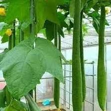 Hạt Giống Mướp Hương 2m – Siêu Dài – Hàng Thái Lan Chính Hãng – Năng Suất Vượt Trội