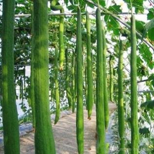 Hạt Giống Mướp Hương 2m – Siêu Dài – Hàng Thái Lan Chính Hãng – Năng Suất Vượt Trội