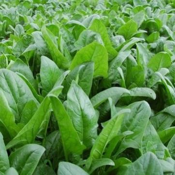 Hạt Giống Cải Bó Xôi 5g – Giống Cao Sản – Rau Chân Vịt – Dễ Trồng, Ít Sâu Bệnh