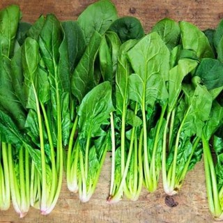 Hạt Giống Cải Bó Xôi 5g – Giống Cao Sản – Rau Chân Vịt – Dễ Trồng, Ít Sâu Bệnh
