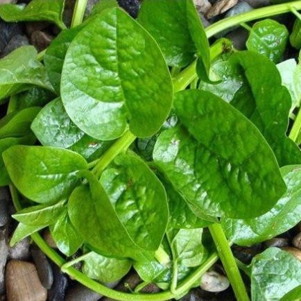 Hạt Giống Rau Mồng Tơi Lá To – Năng Suất Cao – Nảy Mầm Tốt – Rau Sạch Tại Nhà