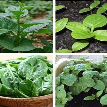 Hạt Giống Rau Mồng Tơi Lá To – Năng Suất Cao – Nảy Mầm Tốt – Rau Sạch Tại Nhà