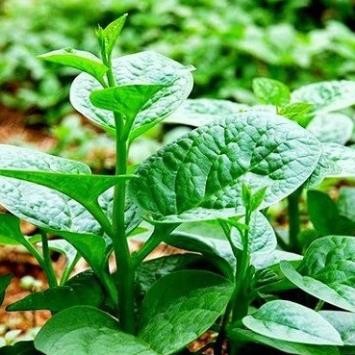 Hạt Giống Rau Mồng Tơi Lá To – Năng Suất Cao – Nảy Mầm Tốt – Rau Sạch Tại Nhà