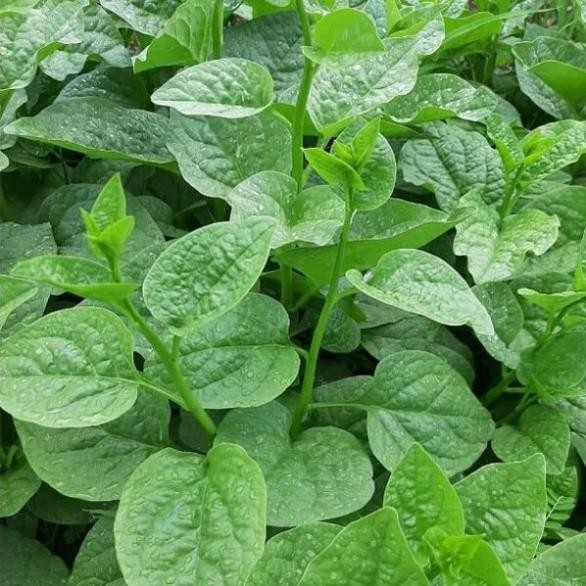 Hạt Giống Rau Mồng Tơi Lá To – Năng Suất Cao – Nảy Mầm Tốt – Rau Sạch Tại Nhà