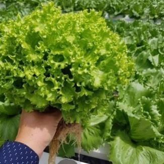 Nhiều Loại Hạt Giống Xà Lách – Giống F1 – Rau Salad Giòn Ngọt – Dễ Chăm Sóc