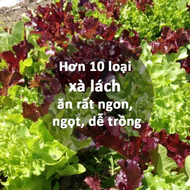 Nhiều Loại Hạt Giống Xà Lách – Giống F1 – Rau Salad Giòn Ngọt – Dễ Chăm Sóc