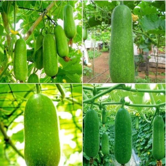Hạt Giống Bí Đao Chanh – F1 Năng Suất Cao – Ít Sâu Bệnh – Thu Hoạch 65–75 Ngày