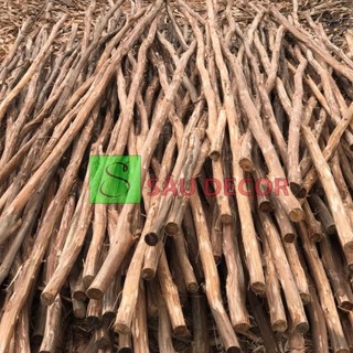 Nhánh Cây Gỗ Khô Tự Nhiên Decor, Giàn Hoa, Hàng Rào Dài 0.6m Đến 1.2m  ( LƯU Ý CHƯA CẠO SẠCH VỎ)