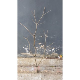 Cành cây khô dài 70cm -2m dùng trang trí gắn hoa, quả ngày tết