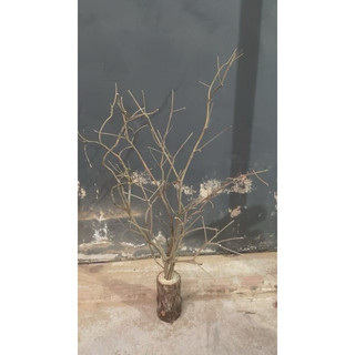 Cành cây khô dài 70cm -2m dùng trang trí gắn hoa, quả ngày tết