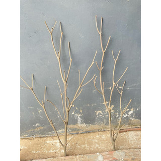 Cành cây khô dài 70cm -2m dùng trang trí gắn hoa, quả ngày tết