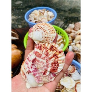 120g Vỏ sò điệp , vỏ ốc biển màu tự nhiên