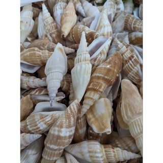 120g Vỏ sò điệp , vỏ ốc biển màu tự nhiên