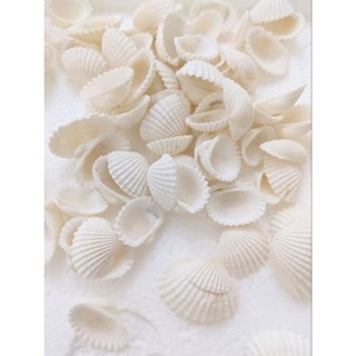 120g Vỏ sò điệp , vỏ ốc biển màu tự nhiên