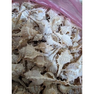 120g Vỏ sò điệp , vỏ ốc biển màu tự nhiên