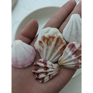 Vỏ sò Kim cương làm đồ thủ công.trang trí vẽ tranh