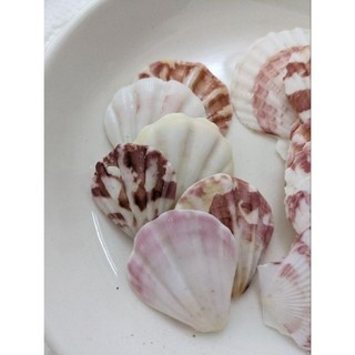 Vỏ sò Kim cương làm đồ thủ công.trang trí vẽ tranh