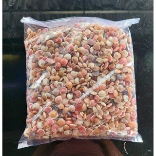 Vỏ ốc ruốc trang trí loại bé kích thước 0.6-0.8cm và từ 1cm