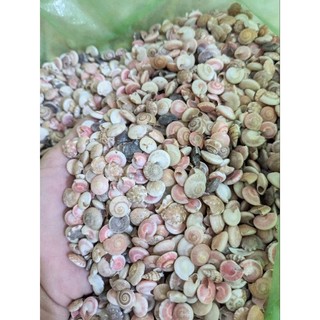 Vỏ ốc ruốc trang trí loại bé kích thước 0.6-0.8cm và từ 1cm