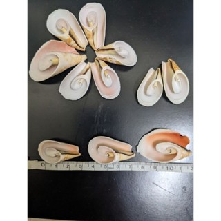 Vỏ ốc cắt lát ,trang trí, ghép tranh