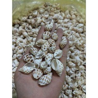 100 gram vỏ ốc hương kích thước 1.5cm đến ~~4cm