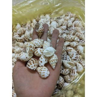 100 gram vỏ ốc hương kích thước 1.5cm đến ~~4cm