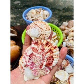 vỏ sò điệp sọc, vỏ sò Kim cương trang trí vẽ tranh,làm đồ thủ công (HÀNG TUYỂN)