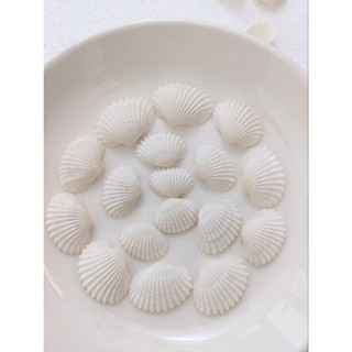 250gram Vỏ Sò Trắng [ SIÊU ĐẸP] handmade