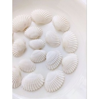 250gram Vỏ Sò Trắng [ SIÊU ĐẸP] handmade
