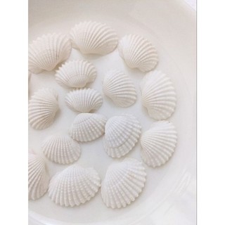 250gram Vỏ Sò Trắng [ SIÊU ĐẸP] handmade