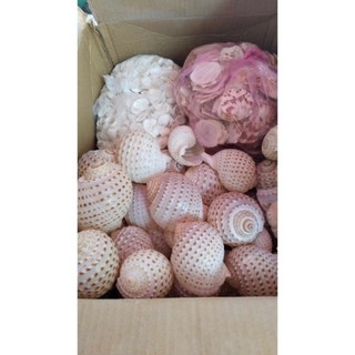 vỏ ốc giấm,ốc giấy size lớn trang trí,trồng cây